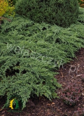 Jałowiec łuskowy 'Blue Plate'